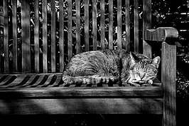 Katze auf Bank - Bernhard Saalfeld - Lichtbildkunst